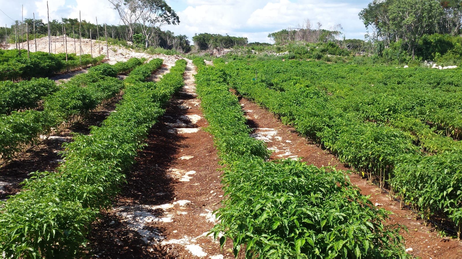 Terreno de 46 Hectáreas con Vocación Productiva en el Corazón de Maya Ka'an — San José Segundo